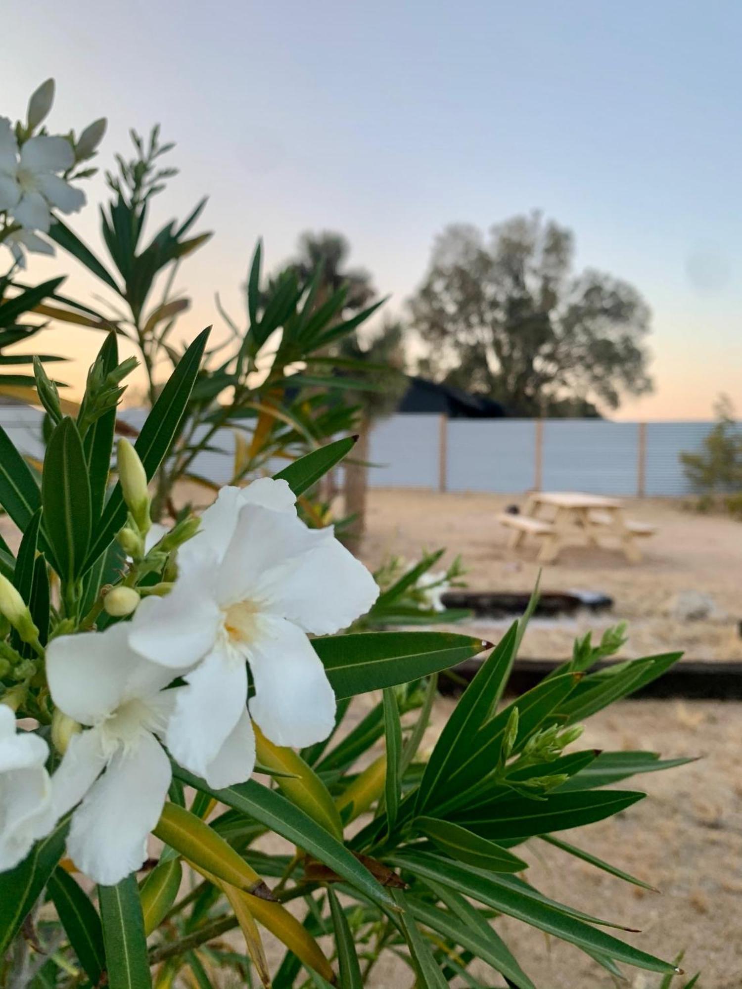 Casa Agave: Comfy Joshua Tree Cottage With Free Breakfast Bar Buitenkant foto